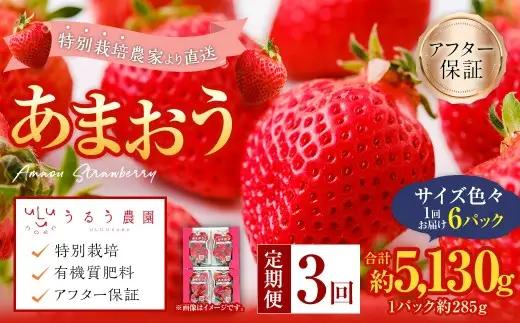 【3回定期便】 うるう農園のあまおう サイズ色々6パック （計約1710g） 【2027年2月上旬～4月下旬発送予定】 あまおう いちご 苺 果物 フルーツ 定期便 冷蔵 福岡県 太宰府