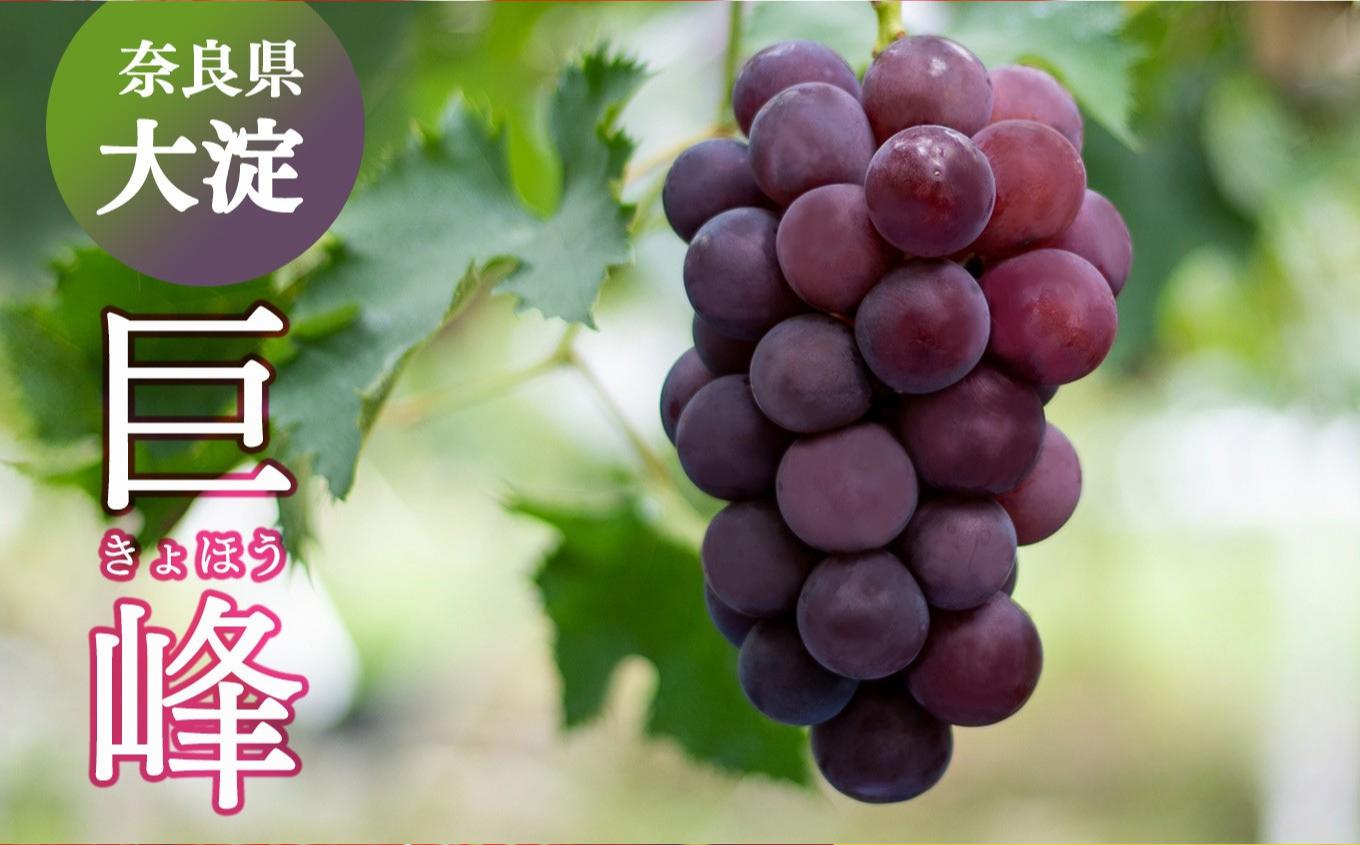 
                   W01 巨峰 （２～３房） | ※8月下旬より発送 果物 くだもの フルーツ ぶどう 葡萄 奈良県 吉野 大淀町
                