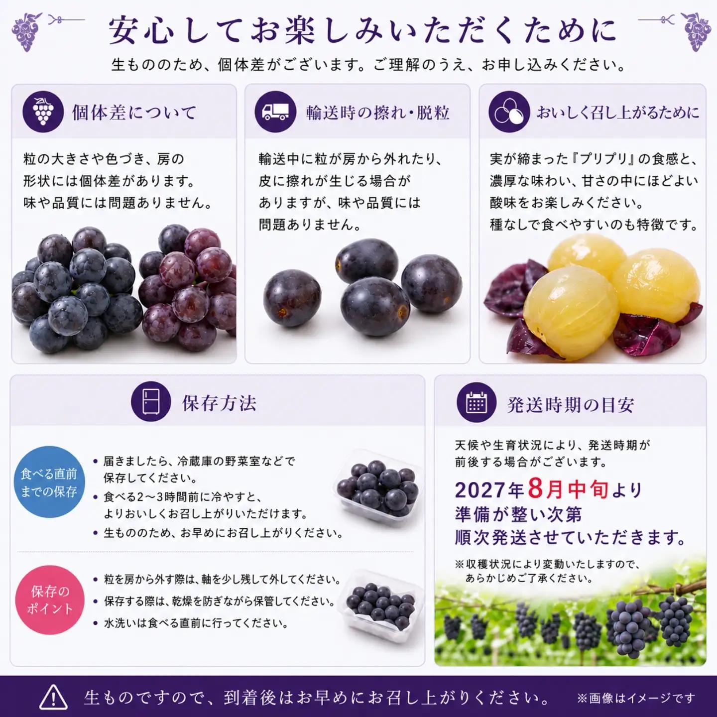 【2027年先行予約】ピオーネ 約1.3kg （粒）
