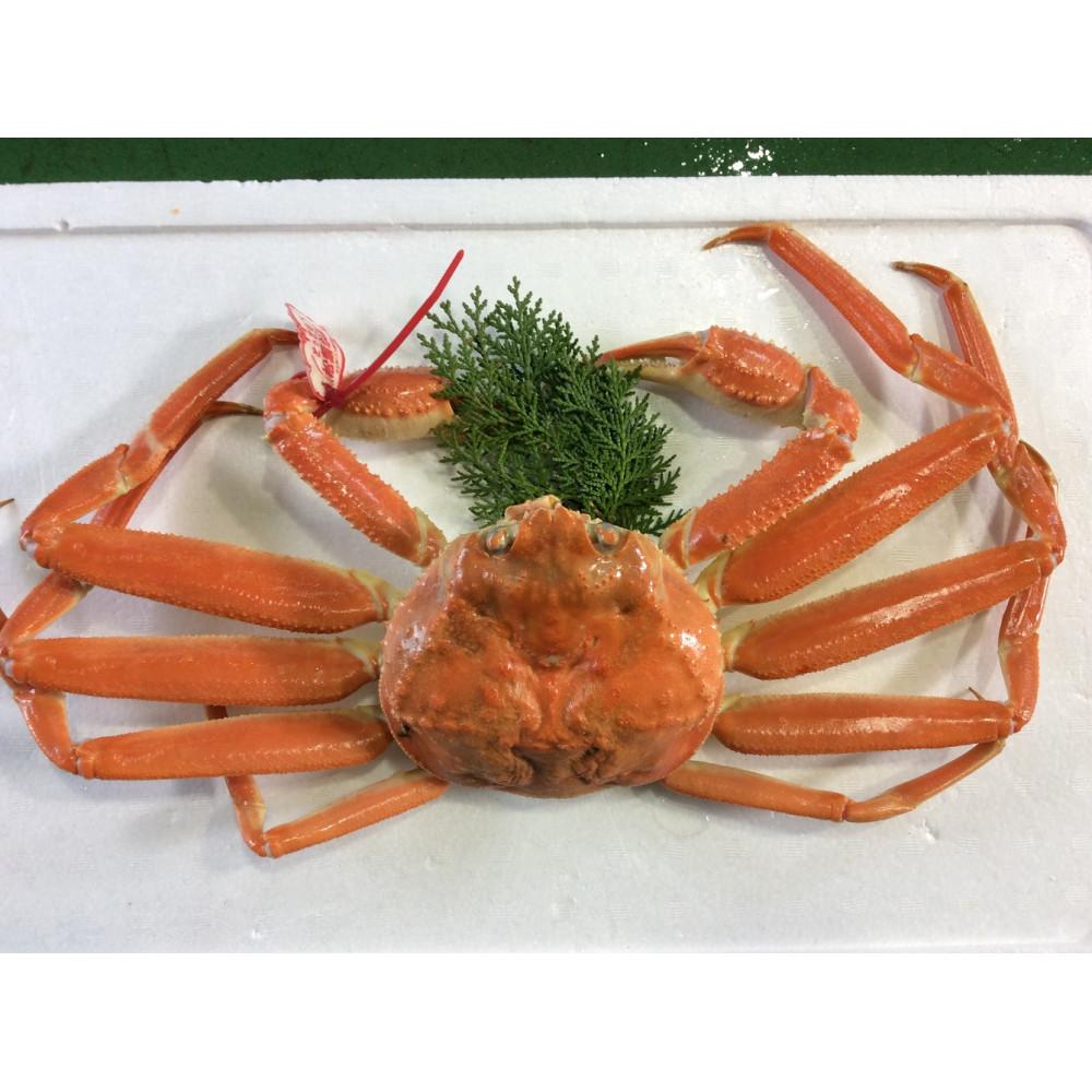 【ふるさと納税】【魚倉】タグ付きボイル松葉ガニ(並500g) | 国産 タグ付き ズワイガニ 松葉ガニ カニ 蟹 かに ボイル カニ鍋 かに鍋 鍋 かにしゃぶ かにみそ 期間限定 送料無料 鳥取県 三朝町