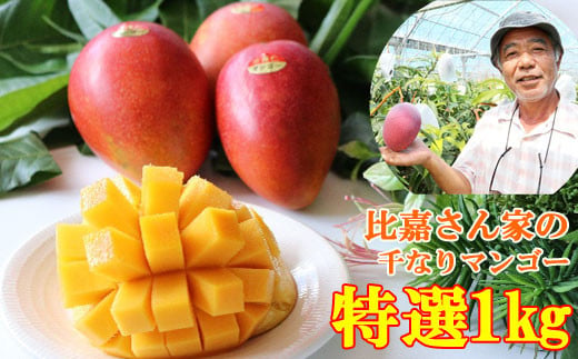 【限定50箱】比嘉さん家の千なりマンゴー(特選・1kg)【2025年7月～8月上旬頃に発送】