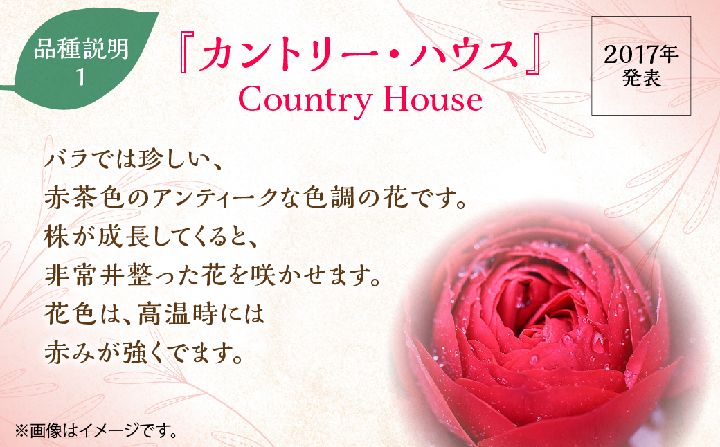 【Apple Roses】バラ苗『カントリー・ハウス』新苗育成苗6号ポット植え HNNH029