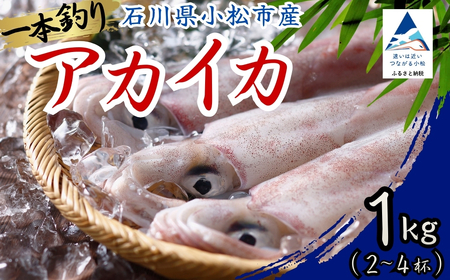 アカイカ 1kg（約2～4杯）イカ いか 海鮮【石川県漁業協同組合小松支所】 bo002n00