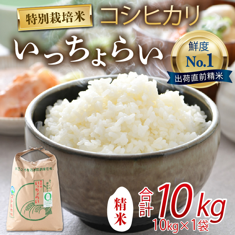 【9月下旬より発送開始】【令和6年産新米】【一等米】特別栽培米いっちょらい 精米 10kg×1袋 ／ 福井県産 ブランド米 コシヒカリ ご飯 白米 新鮮 大賞 受賞