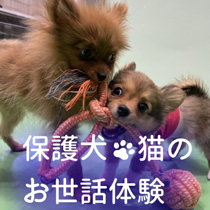 【ふるさと納税】動物病院で保護された犬猫のお世話体験｜ 保護犬 保護猫 ペット ドックラン 子ども 子供 体験 チケット 1人分 小学生 愛知 岐阜 自由研究 学習 道徳 犬 猫 お世話