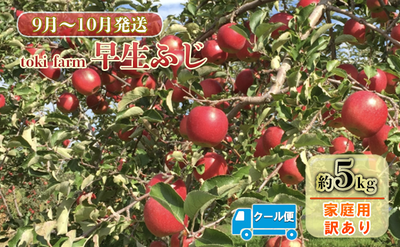 【9月～10月クール便発送】toki farm 家庭用 早生ふじ 約5kg 訳あり【弘前市産・青森りんご 果物類 林檎 リンゴ  】
