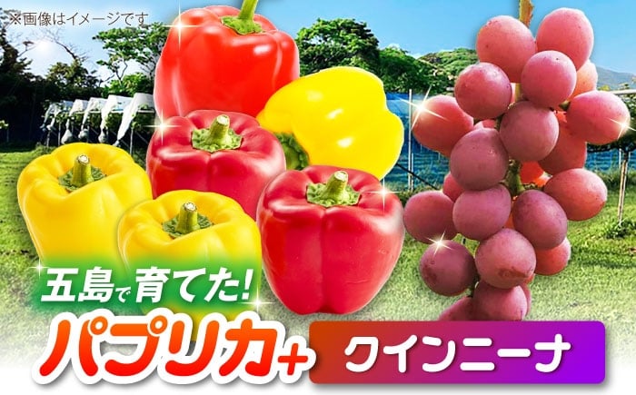 
            【2026年発送】クインニーナとパプリカ 五島市/HPIファーム ブドウ ぶどう 野菜 果物 [PCP016]
          