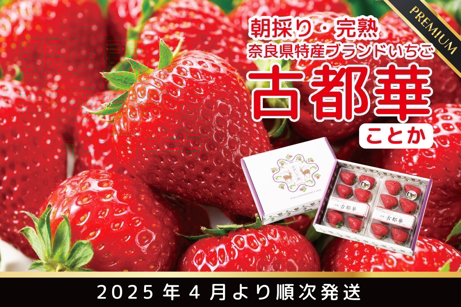 
【4月~順次発送】奈良県特産 高級ブランドいちご「古都華」// いちご イチゴ 古都華 フルーツ 果物 旬 限定 ブランド
