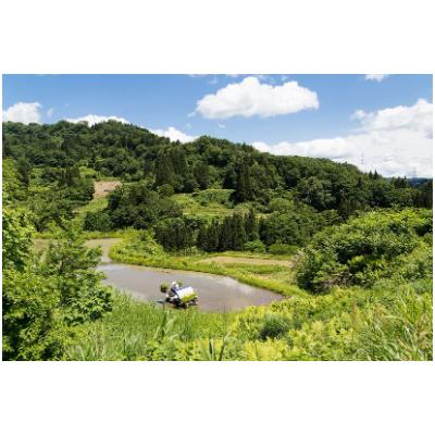 ふるさと納税 十日町市 【令和6年産】厳選棚田米(超低農薬)魚沼産コシヒカリ特別栽培米5kg |  | 03