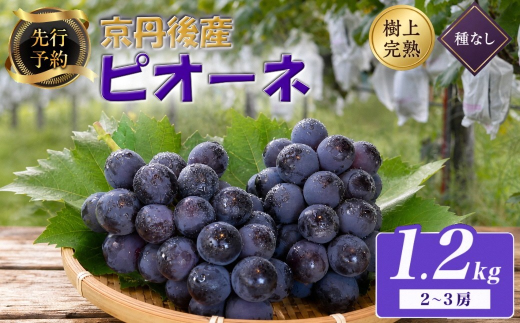 
                  【先行予約】樹上完熟種無しピオーネ1.2kg（2～3房）（2026年9月上旬～発送）　ぶどう ブドウ 葡萄 フルーツ 果物 ピオーネ 高級 贈答 ギフト　BF00018
                