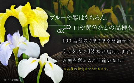 苗 【4月から11月発送】花しょうぶ（ジャパン アイリス）の苗 おまかせ12株 [AIAC002] 