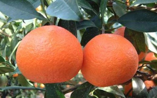 【先行予約】【数量限定】【贈答用】限定100ケース！紅まどんな（生果2.5kg/L～2Lサイズ）※離島への配送不可（2025年12月上旬より順次発送予定） IKTBD002