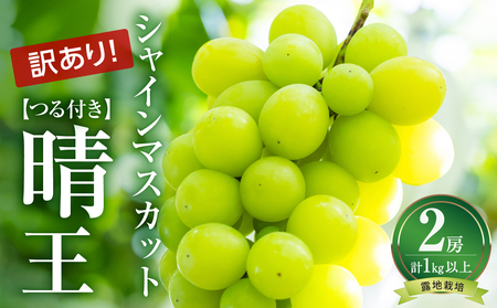 【先行受付】<訳あり> 岡山県産 つる付きシャインマスカット 2房 (1房530g以上) 露地栽培（令和8年9月上旬～10月中旬頃発送）【訳あり シャインマスカット】