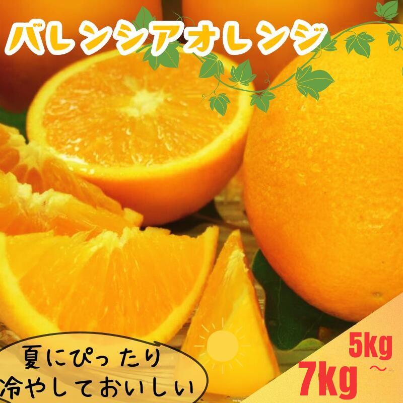 【ふるさと納税】バレンシアオレンジ[約5kg]湯浅町田村産春みかん春かんきつ(無選別・果実サイズ混合) 紀伊国屋文左衛門本舗　※2026年6月中旬～2026年7月下旬頃に順次発送予定(お届け日指定不可)