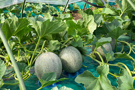 メロン [タカミ] [ユウカ] 2玉セット｜つがる市産 青森産 産直 2026年産 令和8年 夏 めろん 果物 フルーツ 旬 特産 藤農園 農福連携 先行受付 [0837]