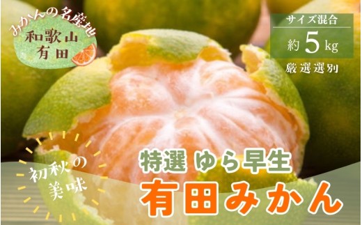 特選　ゆら早生有田みかん　約5kg+200g(痛み補償分)【2026年10月中旬～11月上旬頃に順次発送予定】