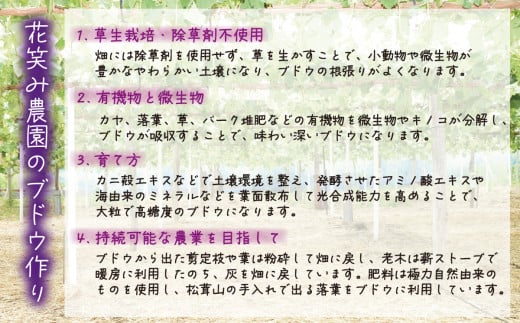ぶどう【2026年発送】＜除草剤不使用＞ぶどう 食べ比べ 2種セット 1kg 2房 ぶどう 詰合せ シャインマスカット ピオーネ クイーンニーナ オーロラブラック 瀬戸ジャイアンツ 翠峰 BKシードレス マスカサーティーン マスカットノワール 雄宝 マイハート 岡山県【hana020-02c】