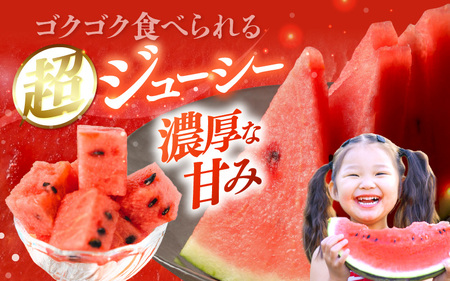 先行予約 坂井市産 大玉スイカ 「羅皇ザスウィート」 1玉入り 7～9kg (大玉) 2026年7月中旬以降順次発送予定 すいか フルーツ [A-16209]