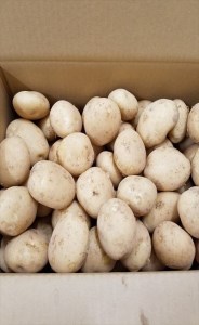 2025年 収穫 種子島 安納 中園ファーム 新 じゃがいも L サイズ 10kg　NFN083 【375pt】