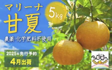 【先行予約 ４月出荷】マリーナ 甘夏 ５kg 宇宙が喜ぶ甘夏みかん 農薬・化学肥料不使用 自然栽培 みかん 果物 三重県 尾鷲市 　MA-6