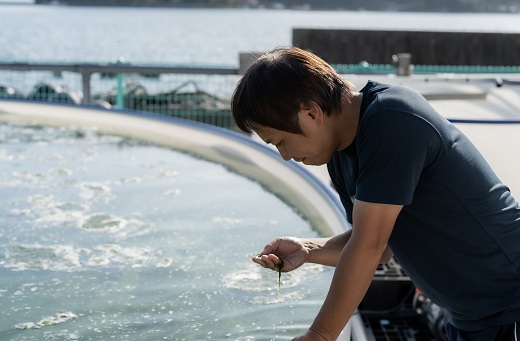 ＜打ち抜き海水で育てた「すじ青のり」（粉末3g×5パック）＞ 甲殻類アレルギーフリー 色づけ 香りづけ お好み焼き たこ焼き 焼きそば おはぎ ピザ お吸い物 茶碗蒸し 佐藤真珠 愛媛県 西予市
