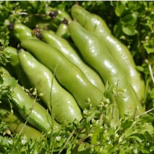 大村農場のそら豆2kg(5月下旬より順次発送)_野菜 豆  まめ マメ_【配送不可地域：離島・沖縄県】【1609285】