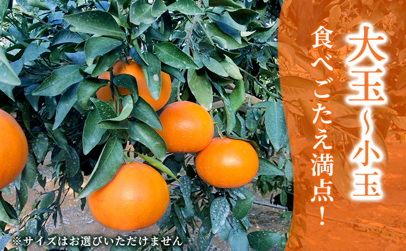 【2026年3月頃より順次発送】柑橘の女王『せとか美人』施設栽培 約3kg 果物類 柑橘類 フルーツ 静岡県産