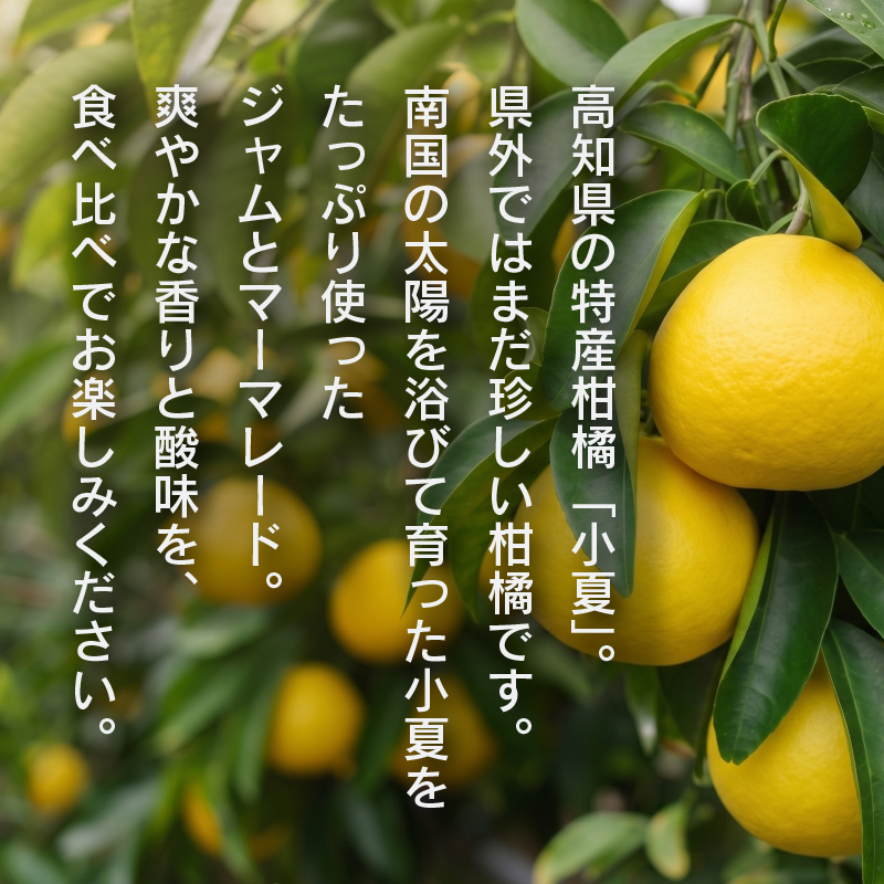 ジャム マーマレード セット ほっこりシトラスギフト | さつまいも 小夏 レモン 柑橘 ヨーグルト パン ギフト 贈答用 芋 サツマイモ イモ いも 長期保存 南国市