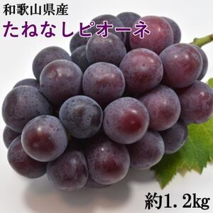 【新鮮・産直】和歌山県産たねなしピオーネ約1.2kg(2房～3房)(日高町)【配送不可地域：離島・北海道・沖縄県】【1493705】