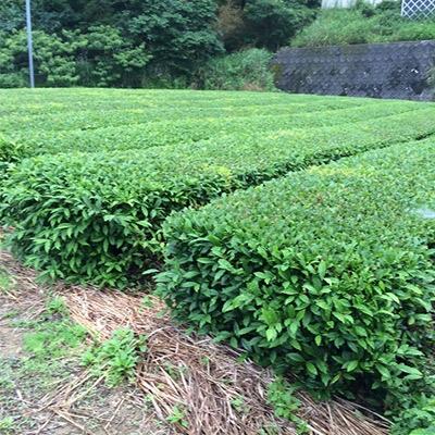 ふるさと納税 島田市 有機深むし煎茶きわみ100g×13袋 |  | 03