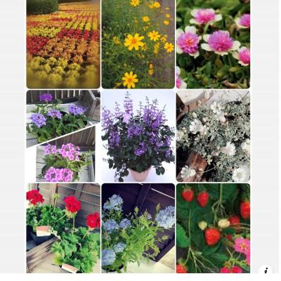 ふるさと納税 上郡町 季節のお花お任せ24苗セット |  | 03