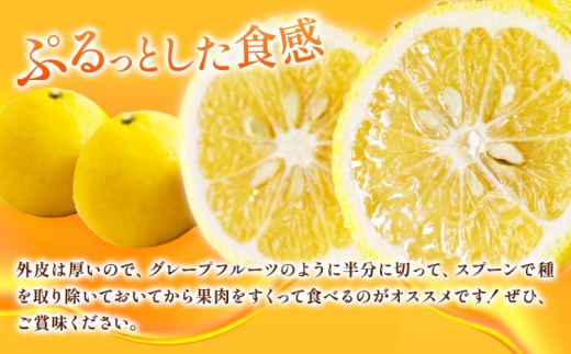 【人気柑橘】 特撰 はるかみかん 約5kg 有田マルシェ《1月中旬-2月下旬頃発送予定》和歌山県 日高町 国産 みかん 柑橘 果物 フルーツ ギフト 送料無料