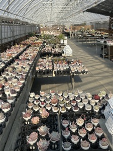 エケベリア オリジナル 交配種 おまかせ 4個 セット ／【多肉屋GPK】 インテリア インテリア植物 おしゃれインテリア オシャレ おしゃれ 多肉 多肉植物 観葉植物 植物 おまかせセット 人気 高