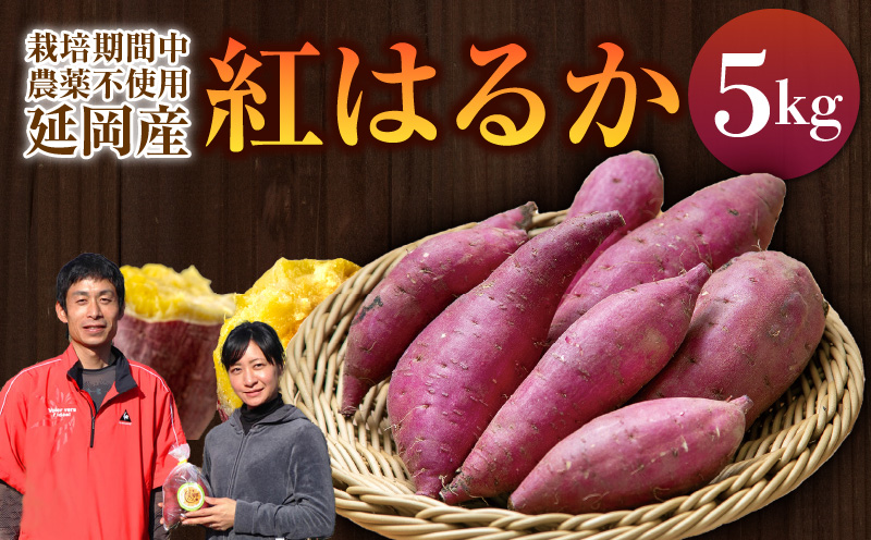 さつまいも 紅はるか 5kg　N063-YA3385