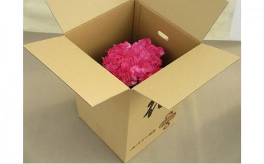 シクラメン 6号鉢（18cm） ますだ農園【お届け：11月～12月】 花 植物 フラワー F4N-1399