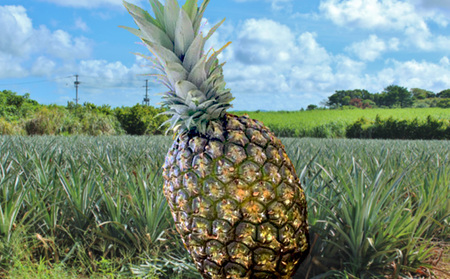 2024年【イリ玉城農園】【屋我地島　農家共同直売所】屋我地島産パイン　ゴールドバレル　約5kg《訳あり品》 先行予約　沖縄　国産　パインアップル