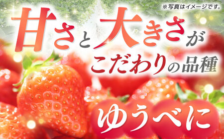 冷凍 いちご ゆうべに 約2kg【熊本ベリー】[ZER014]