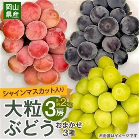 【2026年9月下旬発送】大粒ぶどう3種セット約2kg シャインマスカット ピオーネ クイーンニーナ【配送不可地域：離島・北海道・沖縄県】【1244621】