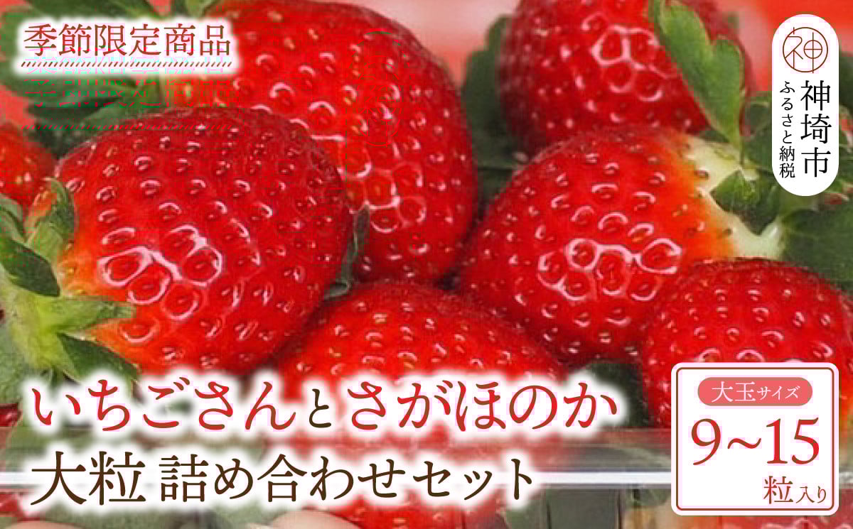
            【先行受付 令和8年1月下旬より発送開始】いちごさん さがほのか 大玉いちごセット 9粒から15粒（約350g）【果物 いちご 苺 いちごさん さがほのか】(H101101)
          