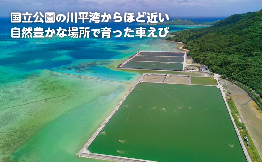 石垣島産車えびカレー（大辛）【冷凍 3食】石垣島のカレー専門店が作るご当地カレー　SK-8 大辛【冷凍 3食】