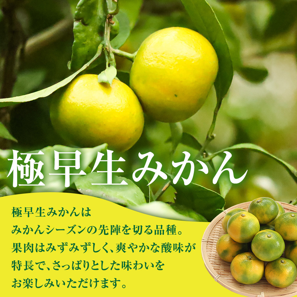 有田みかん専門店 有田の太陽®ファミリー 極早生 有田みかん 2.5kg＋補償分100g 山採れ・サイズ・等級 混合 FH01_イメージ2