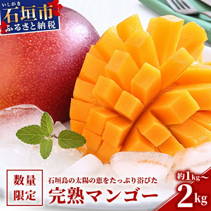 【ふるさと納税】約1kg〜約2kg とろける完熟マンゴー 石垣島産 [内容量を選べる] | ふるさと納税 マンゴー アップルマンゴー ふるさと納税 フルーツ 果物 果実 国産 ギフト 贈答用 沖縄県 石垣市 石垣島 人気 送料無料【2026年6月頃より順次発送】