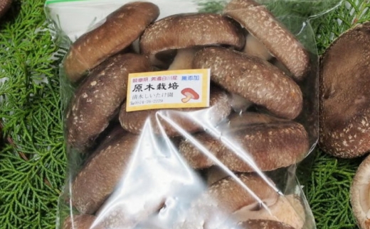 【1月から3月に順次発送】特選生しいたけ つぼみ 1kg（500g×2袋）椎茸 しいたけ シイタケ 生 国産 岐阜 白川町 / 清水しいたけ園 [AWAY005]