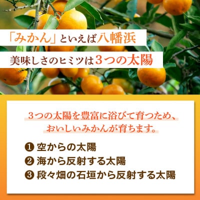 太陽の光・石垣の反射光・海面の反射光を浴びて育った「八幡浜みかん」約5キロ【C39−79】【配送不可地域：離島】【1636310】