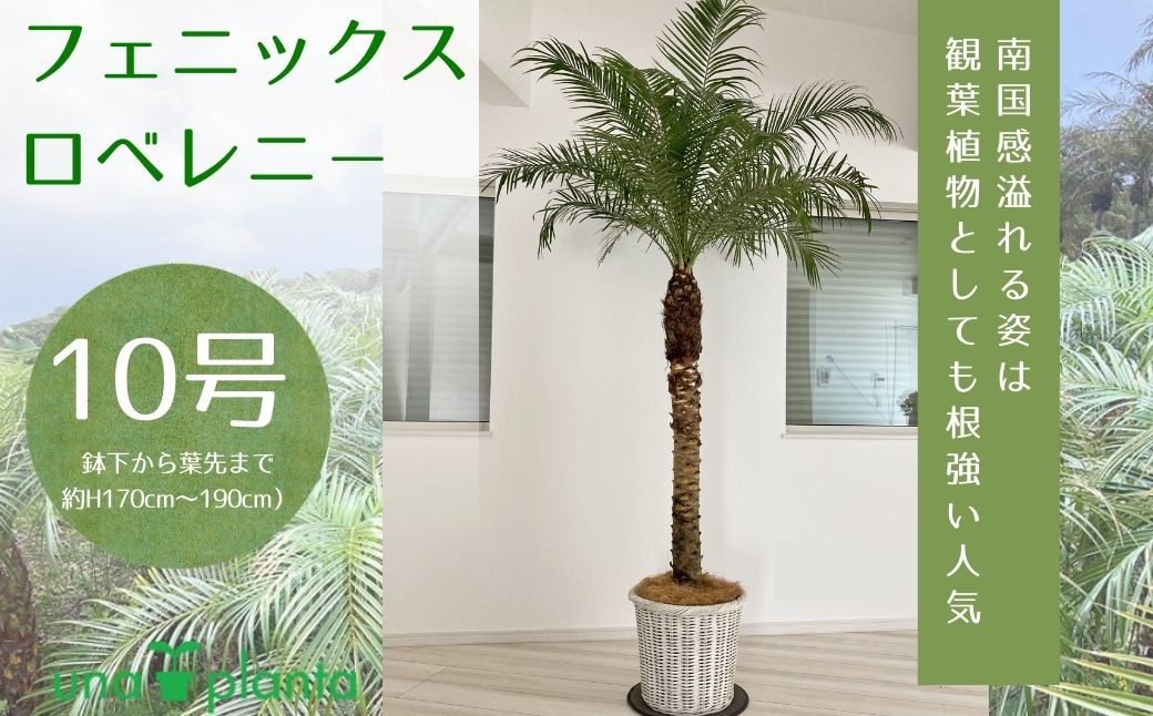 フェニックスロベレニー　10号（鉢下から葉先まで約H170cm～190cm）