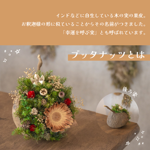 クリスマス ブッタナッツアレンジメント LN