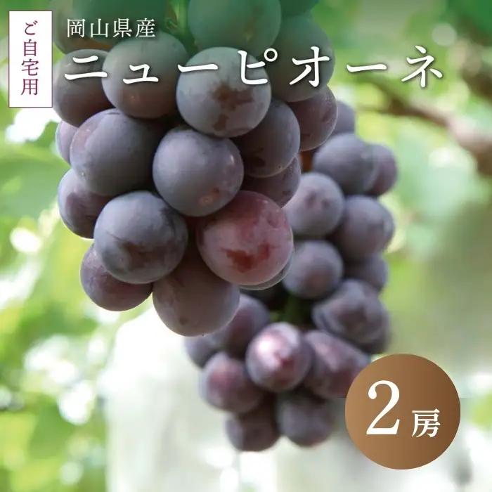真庭市産 ニューピオーネ 自宅用 2房 /  (2026年8月中旬以降発送予定) 【配送不可地域：北海道／沖縄県／離島】  【jujy015-02】