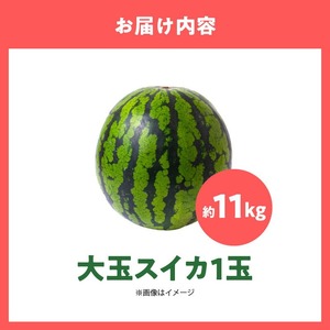 スイカ1玉(約11㎏級) N0195-YA499