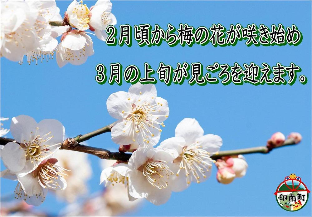 【家庭用】紀州南高梅　こんぶ梅　1.2kg