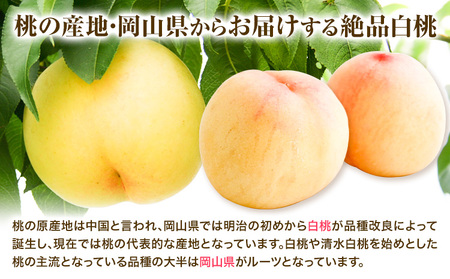 白桃 岡山 6玉 ウィズフラワーホールディングス《7月上旬-9月上旬頃出荷》岡山県 浅口市 桃 もも フルーツ 旬 果物 国産 岡山県産 送料無料 冷蔵【配送不可地域あり】